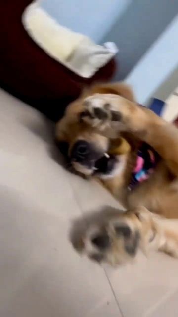 Dogsee Small Hard Bar | Long-lasting Dental Chews смотреть онлайн