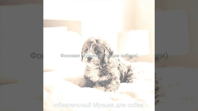 Впечатление (Милые Собаки) смотреть онлайн