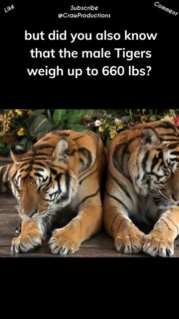 Tigers are the largest amongst other wild cats #tigers #shorts смотреть онлайн