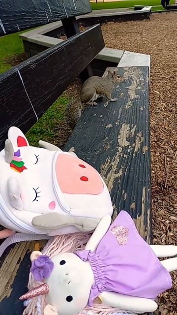 Hungry baby Squirrel. Wednesday Morning. Breakfast Time #squirrel #animals #cute #wildlife #funny смотреть онлайн