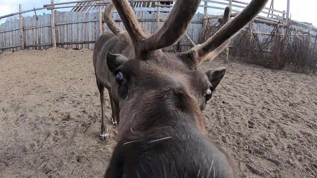 Северный олень. Териберка смотреть онлайн