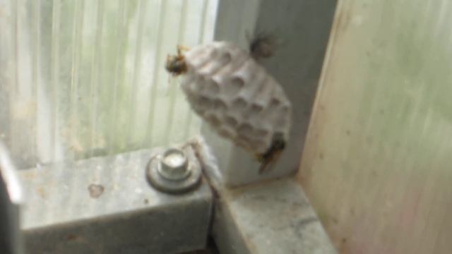 Все о животных и их дружбе