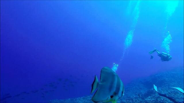 orbicular batfish ballet смотреть онлайн