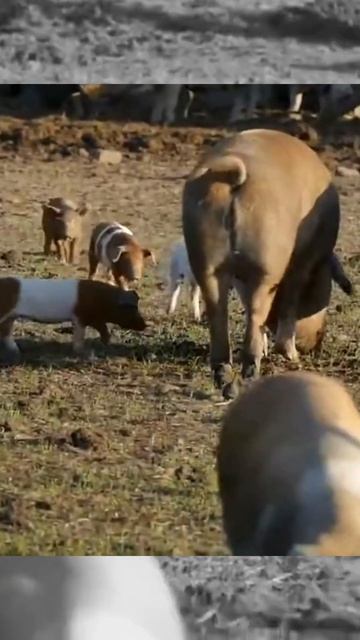 Датский свиной протест #факты #история #невероятныефакты #интересныефакты #природа #животные смотреть онлайн