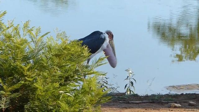 Marabou stork on a mission смотреть онлайн