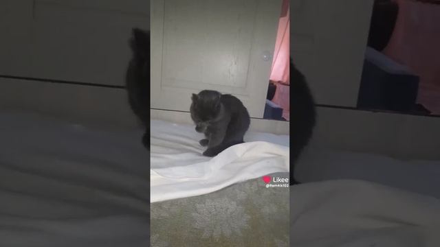 Гулена вернулся смотреть онлайн