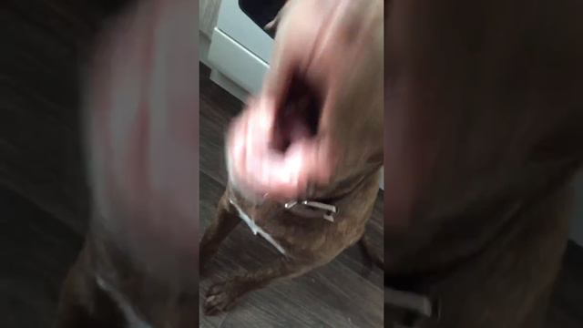 TRUEтень/ Песня про дружбу/ Стафф/Босс/ Хит 2017 смотреть онлайн