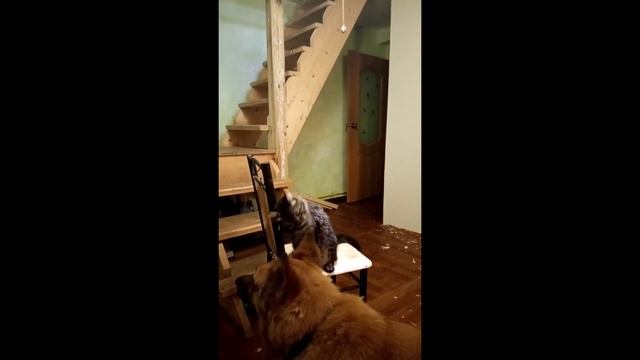Котик Охотник | Приколы с котами смотреть онлайн
