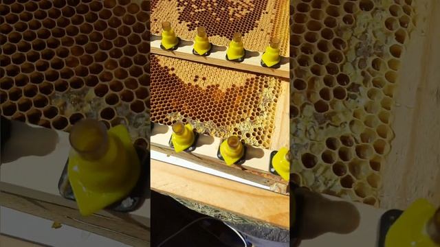 весенний вывод маток .#пчеловодство #пчёлы #пасека смотреть онлайн