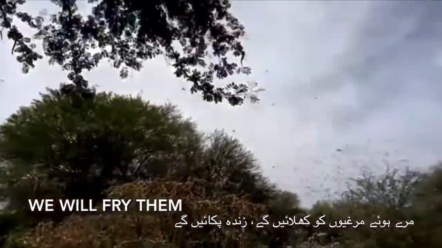 Locusts attack in Pakistan смотреть онлайн
