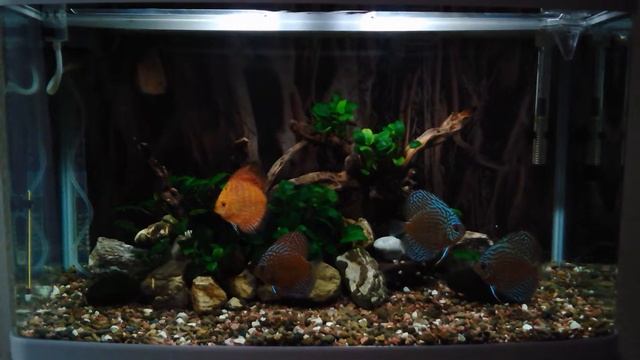 Мій акваріум ResunDM800 смотреть онлайн