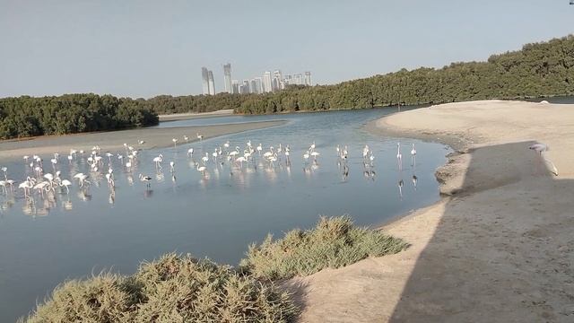 A flamingo can travel by #flying up to 375 miles ; Flamingos can fly upto 15,000 feet ; 4,5 km high смотреть онлайн