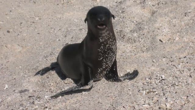 Galapagos Islands cruise, Ecuador aboard MV Explorer II смотреть онлайн