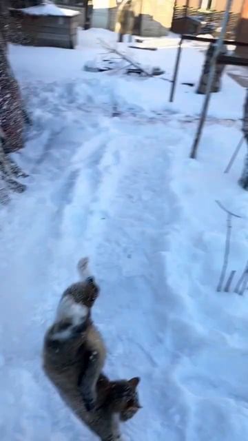 Год спустя Кот без хвоста 🙃 смотреть онлайн