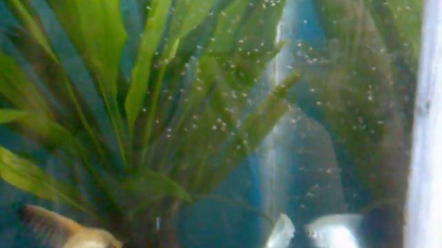 Dia 2 de Nado libre - F1 (Platinum X Ghost) - Visitanos: http://angelfishmexico.eshost.es/ смотреть онлайн