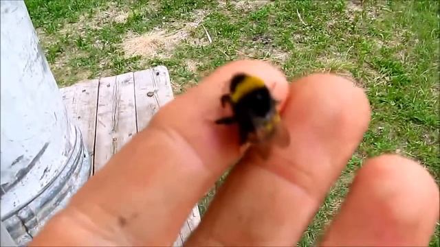 Звериный мир: удивительные и интересные фактов