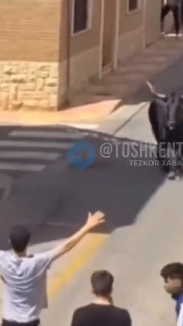 Козёл спас свою жизнь от быка 🤣🤣🤣🤣😂😂😂😂 #рекомендации #top #актив #shorts #funny #china смотреть онлайн