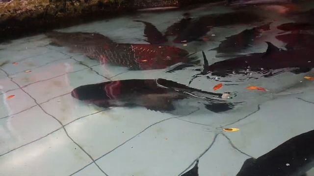 Arapaima Gigas In My Fish Pond #catfish #arapaima #amazon #amazonplayfishing #arapaimafish #turtle смотреть онлайн