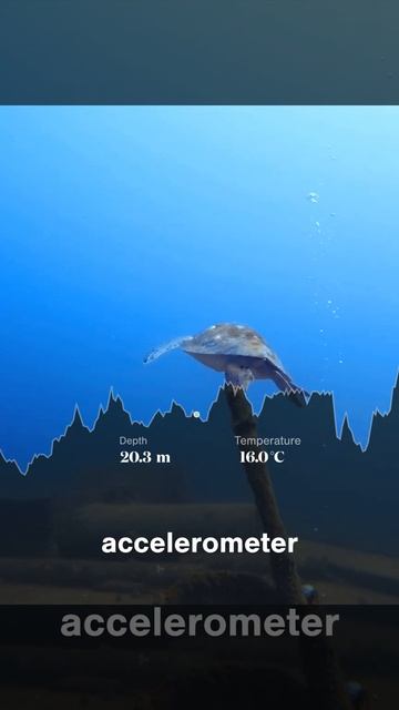 Introducing Paralenz Vaquita Dive Camera смотреть онлайн