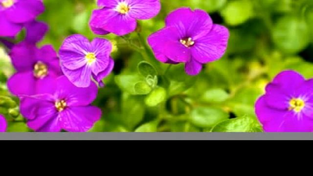 kalam dekahn kabul ba ser awahee wo der del awas nadaram man compose dr kamaly смотреть онлайн