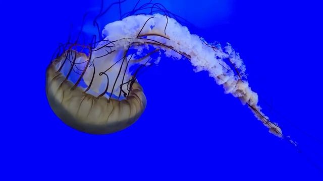 Pacific Sea Nettle at the Oregon Coast Aquarium. смотреть онлайн