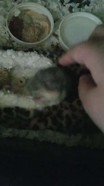 Yuri the elderly hamster 18 смотреть онлайн