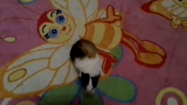 Я играю с моей морской свинкой!!! смотреть онлайн