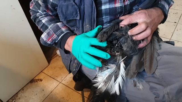 Лечим хвост домашней птице .
