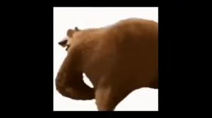 **ТАНЦУЮЩИЙ МЕДВЕДЬ** — Я ЗАСТАВИЛ ТВЕРКАТЬ МИШКУ!!!