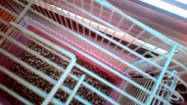 Жизнь моего хомяка!!! 2 часть///Убираю у Хомы* смотреть онлайн