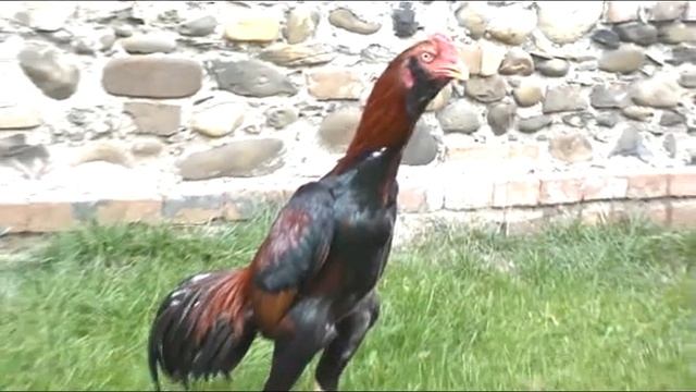 Lari stag смотреть онлайн