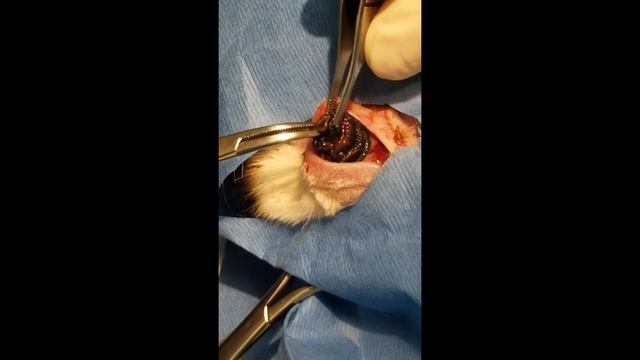 HUGE! Cuterebra Removal