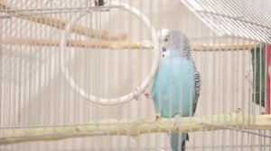 Волнистый попугай чирикает