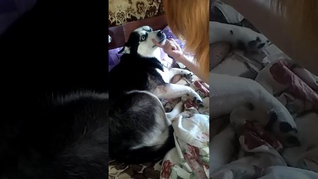 Хаски провинилась смотреть онлайн