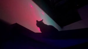 КОШКА ТАНЦУЕТ - Cute Cats #2022