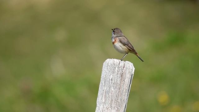 PETTAZZURRO - Bluethroat (Luscinia svecica svecica) смотреть онлайн