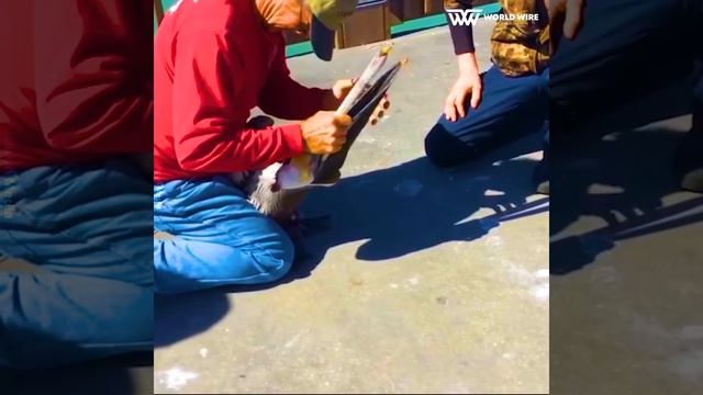 Whao! Fisherman Saved a Pelican's life. смотреть онлайн