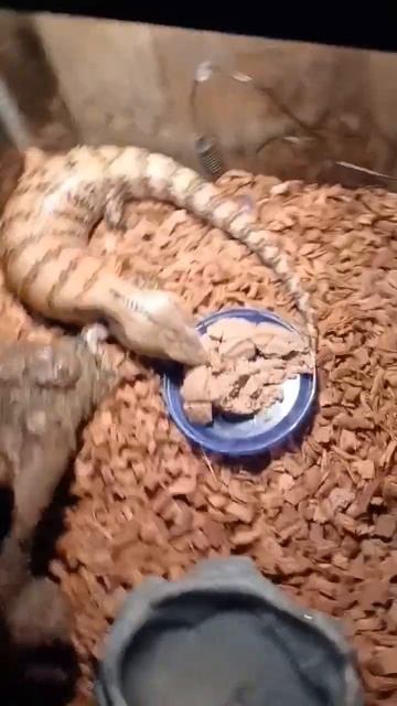 My Blue Tongue Skink! #pets #reptiles #bluetongueskink #shorts смотреть онлайн