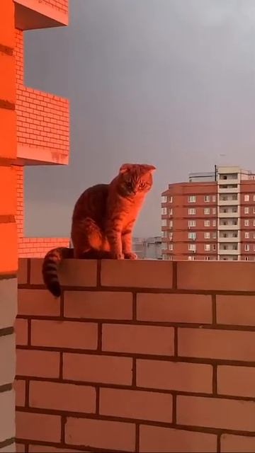 Кiт прыгнул с балкона смотреть онлайн
