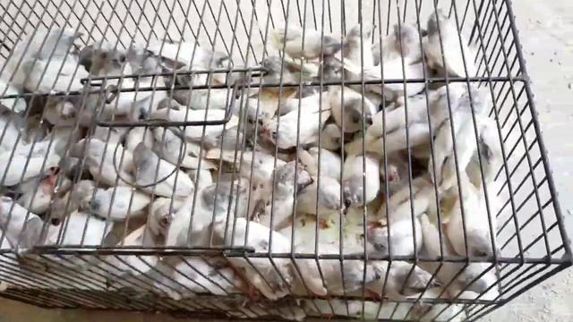 Breeding Progress Result Of My Zebra Finch Birds Colony Setup Part-1 Self Feed Pathey in Urdu/Hindi смотреть онлайн