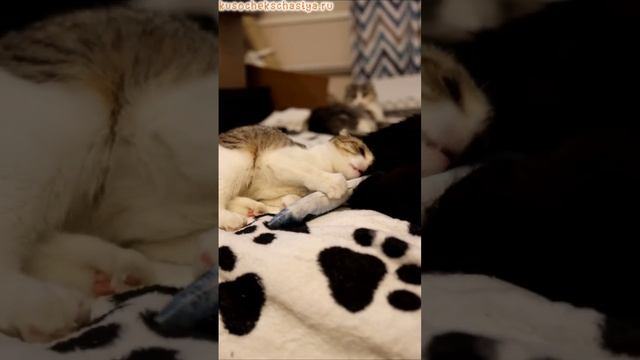Мушка и Мишка смотреть онлайн