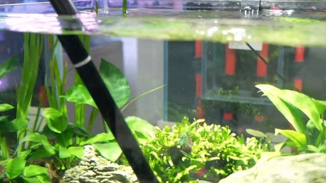 New Probe Lens——AstrHori 18mm F8 2x Probe Macro