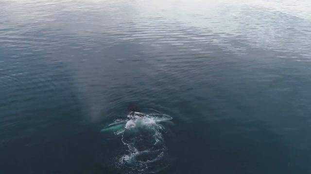 WHALE Sounds | Sleep & Relax & Study