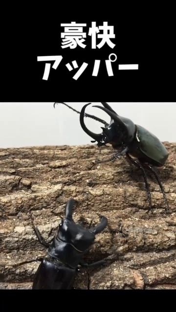 アトラスオオカブトvsリノケロスフタマタクワガタ смотреть онлайн