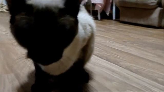 Фильм про Кота.wmv смотреть онлайн