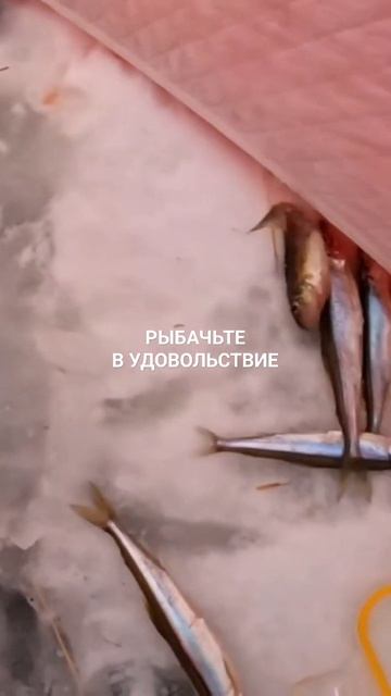 Ёрш попался на рыбалке. смотреть онлайн