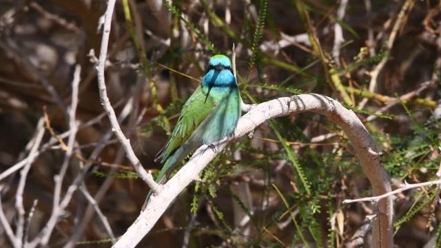 Merops orientalis (cyanophrys) смотреть онлайн
