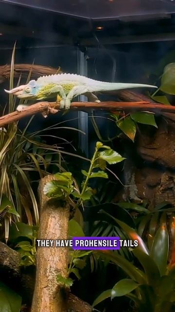 Impressive things of Jackson's Chameleons 🤯🦎 #short #viral #shorts #Jackson'sChameleons #wildlife смотреть онлайн