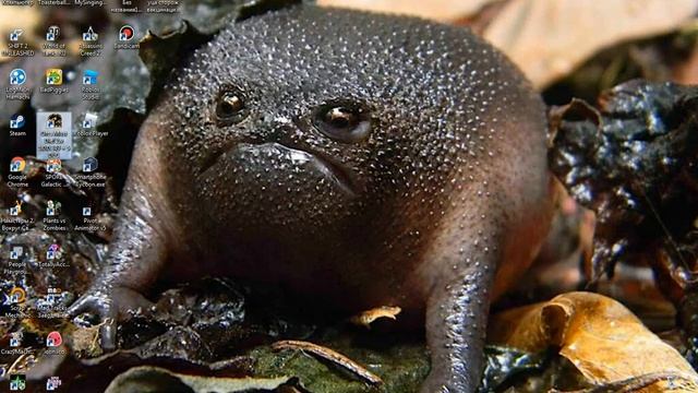 жаба милая злая смотреть онлайн