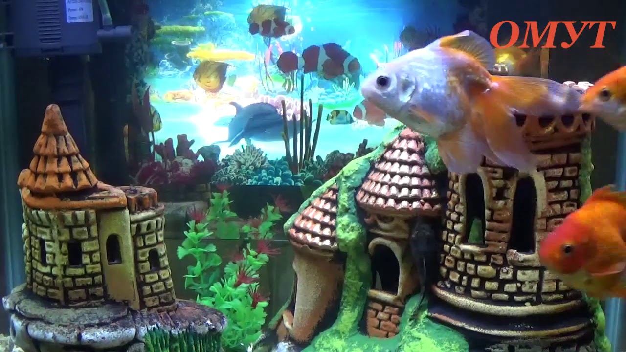 298. ПОГОВОРИМ О ДРУЖБЕ И ЕДИНСТВЕ... смотреть онлайн